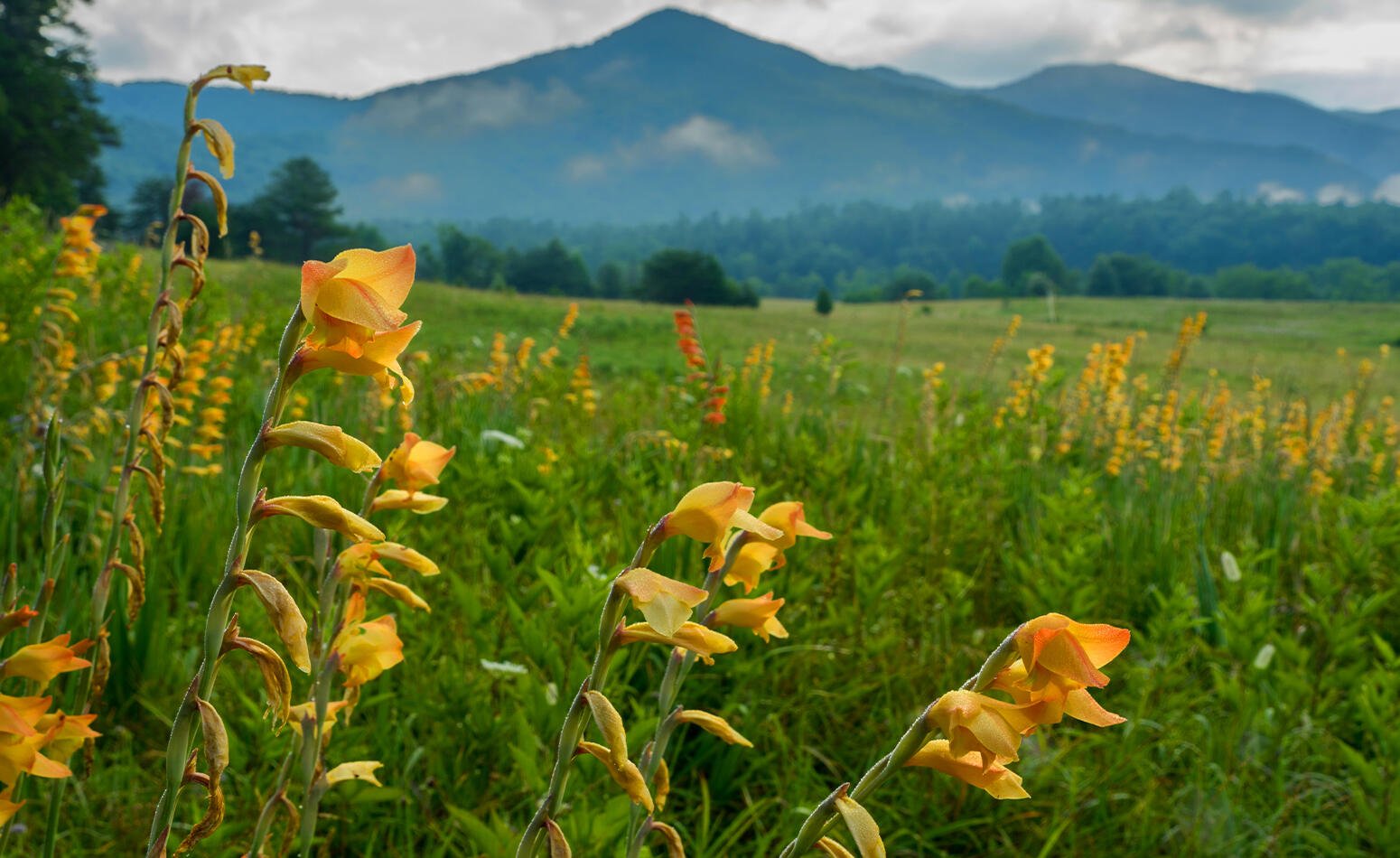 Spring is the best time to visit smoky mountains
